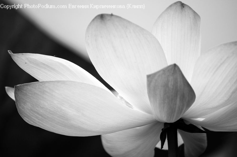 Amaryllis, Flower, Plant, Blossom, Flora, Petal, Crocus