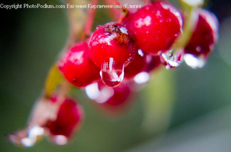 Fruit, Cherry, Beverage, Drink, Blossom, Flora, Flower