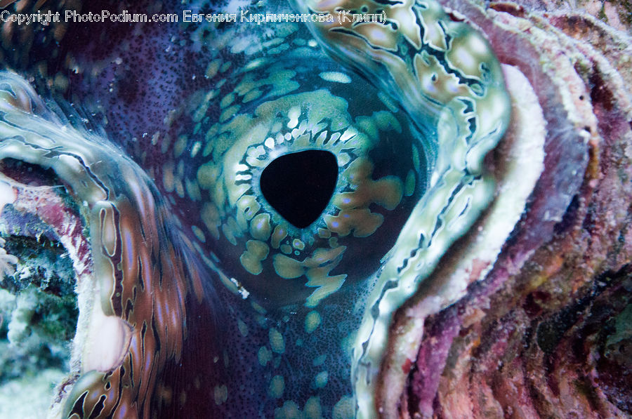 Carnival, Festival, Parade, Art, Coral Reef, Outdoors, Reef
