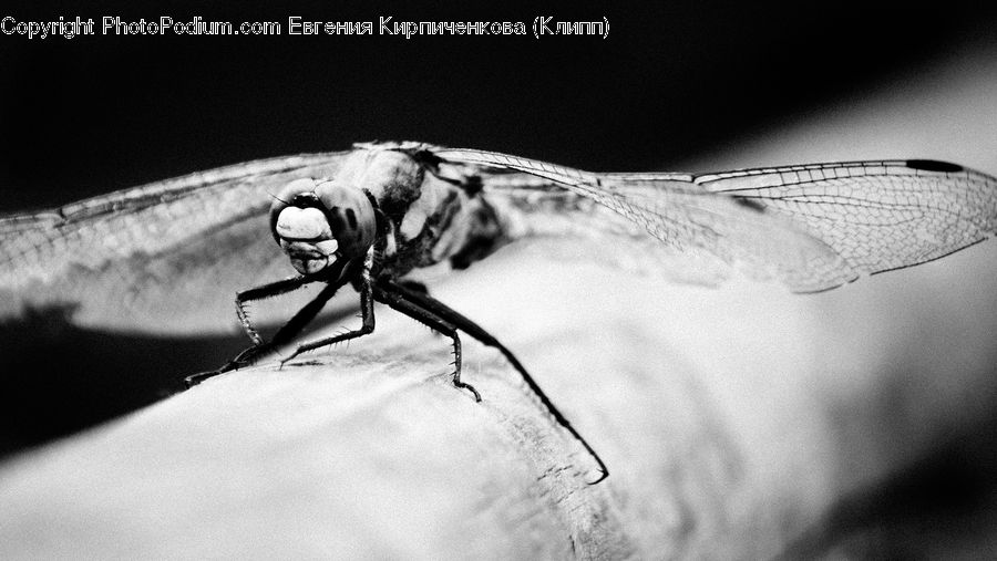Anisoptera, Dragonfly, Insect, Invertebrate, Mosquito, Asilidae