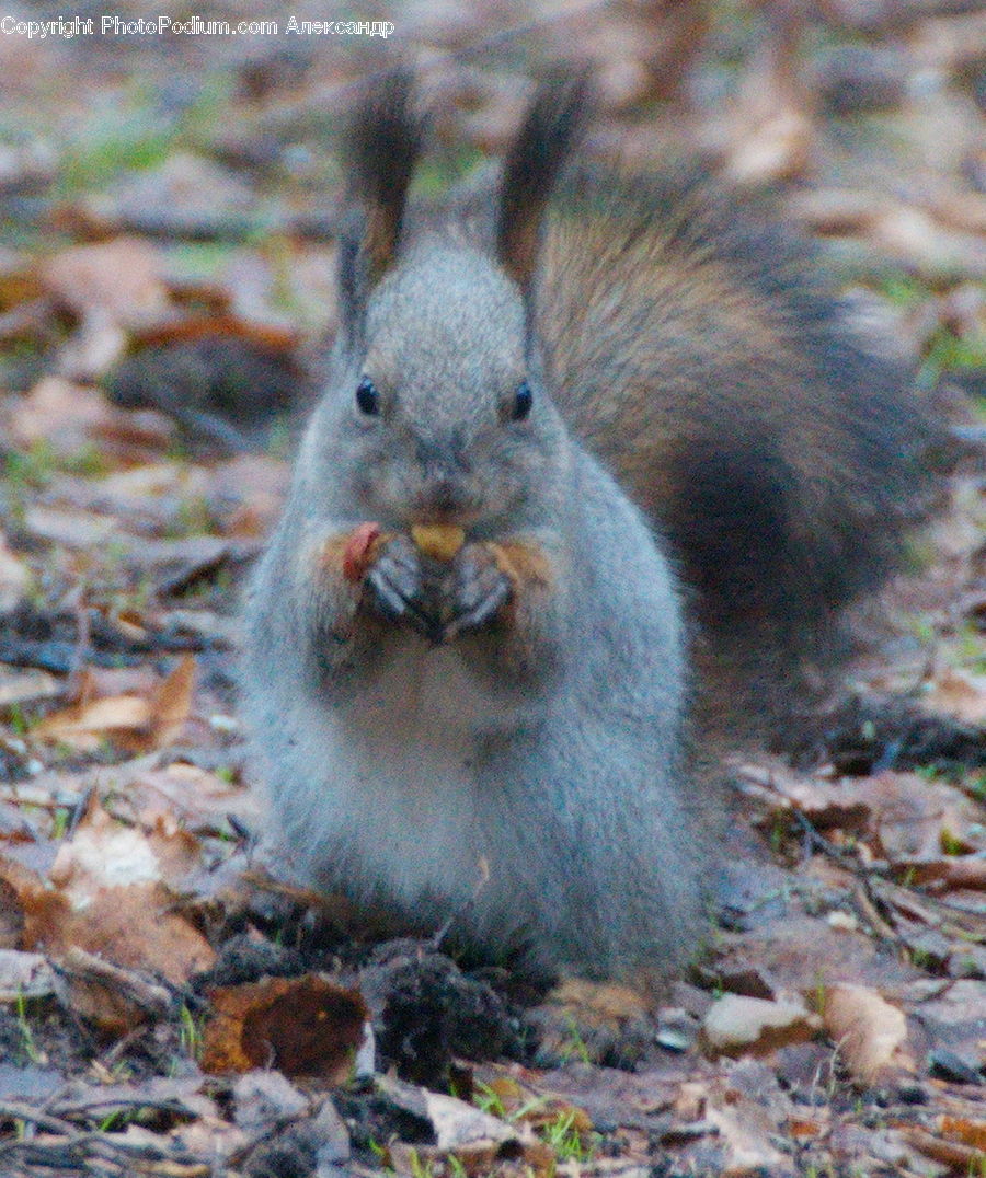 Animal, Mammal, Rodent, Squirrel, Velvet, Plant, Vegetation