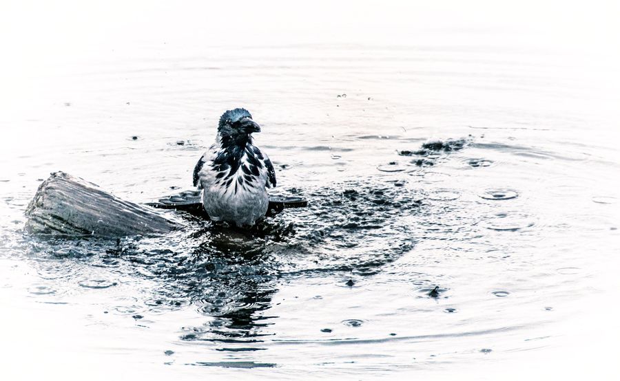 Jet Ski, Outdoors, Ripple, Water, Bird, Waterfowl, Sea