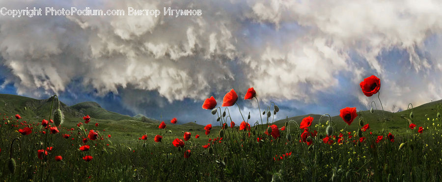 Blossom, Flora, Flower, Plant, Poppy, Azure Sky, Cloud