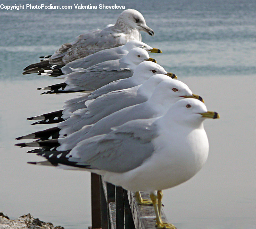 Bird, Seagull, Albatross, Beak, Goose, Waterfowl, Balcony