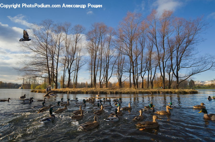 Bird, Waterfowl, Flood, Duck, Mallard, Goose, Teal