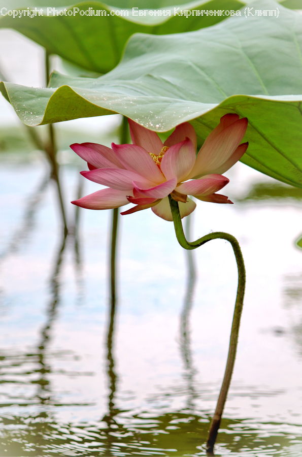 Flora, Flower, Gladiolus, Plant, Blossom, Hibiscus, Poppy