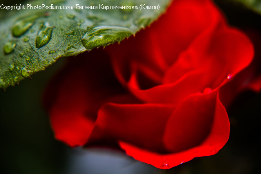 Blossom, Flora, Flower, Geranium, Plant, Carnation