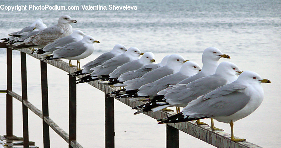 Bird, Seagull, Albatross, Dove, Pigeon, Grouse, Ptarmigan
