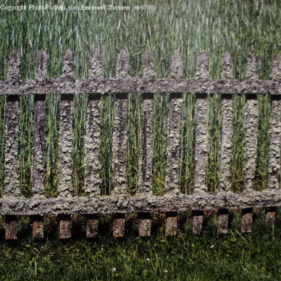 Fence, Field, Grass, Grassland, Plant, Soil, Blossom