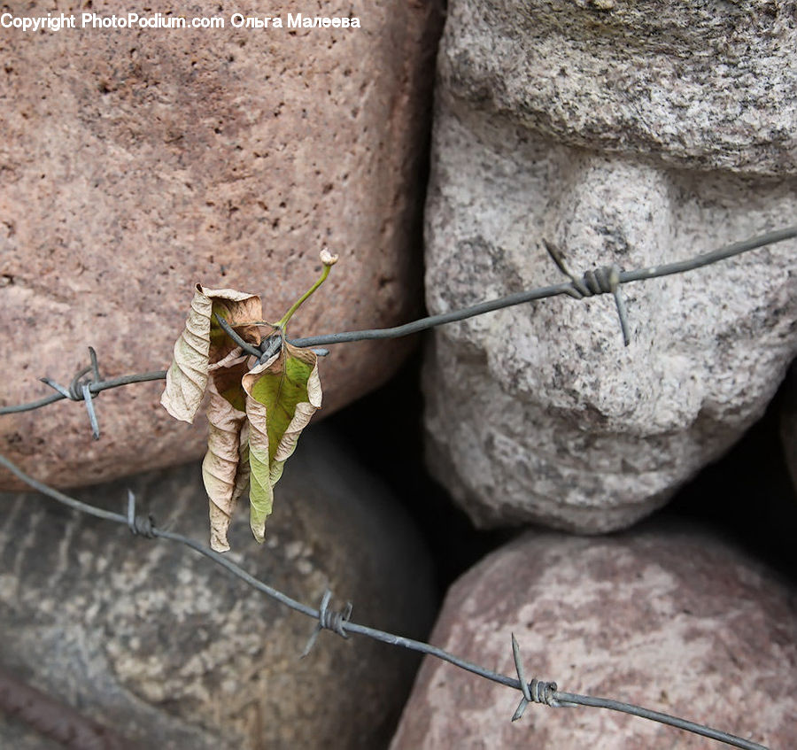 Cannon, Mortar, Weaponry, Cricket Insect, Grasshopper, Insect, Cobblestone