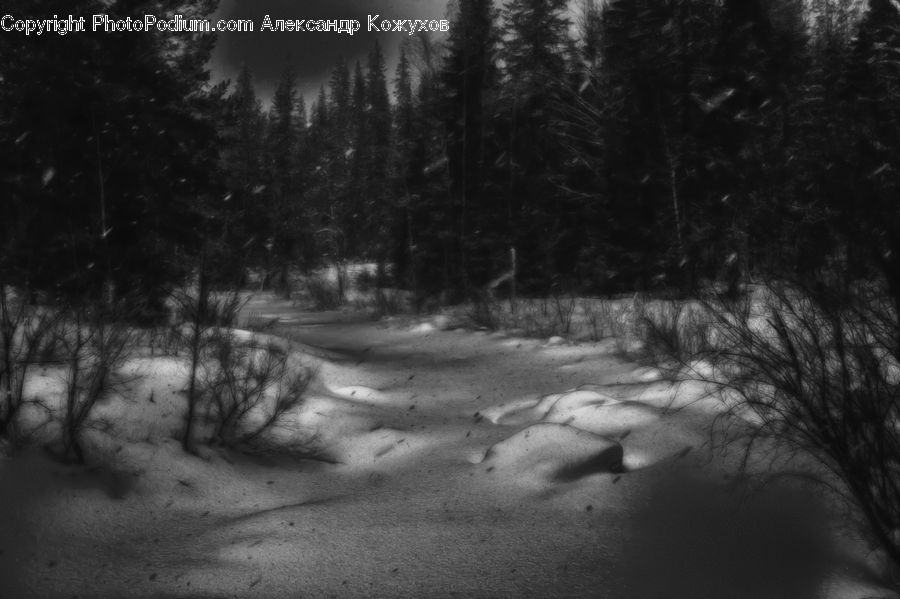 Forest, Vegetation, Path, Trail, Plant, Tree, Outdoors