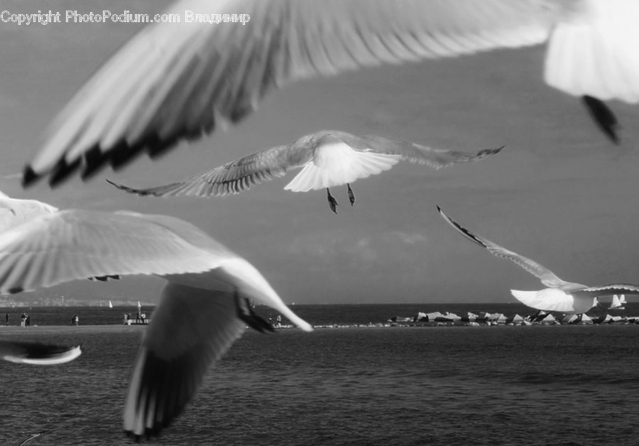 Bird, Seagull, Dove, Pigeon, Water, Fog, Mist