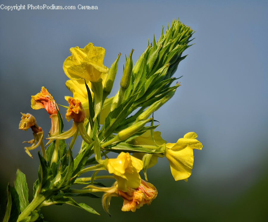 Blossom, Daffodil, Flora, Flower, Plant, Gladiolus, Produce