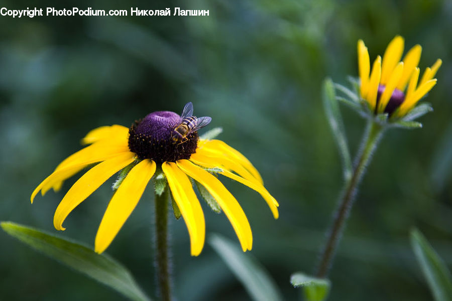 Bee, Insect, Invertebrate, Andrena, Apidae, Bumblebee, Honey Bee