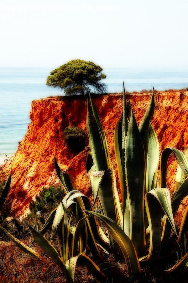 Aloe, Plant, Spice, Tree, Footwear, Shoe, Produce