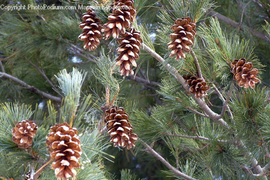 Conifer, Fir, Plant, Tree, Spruce, Wood, Pine