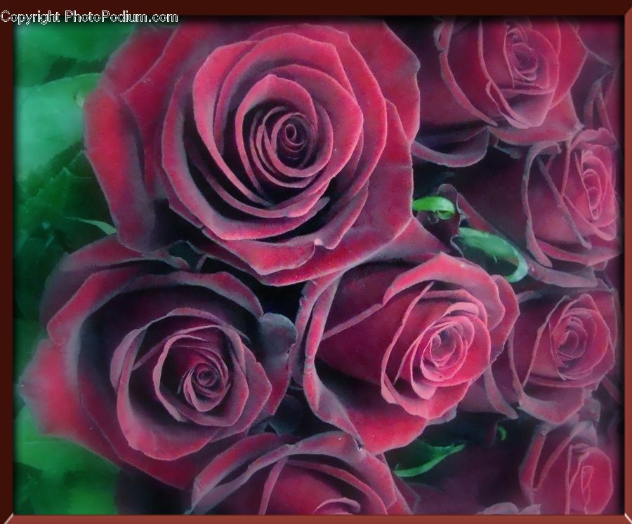 Blossom, Flower, Plant, Rose, Flower Arrangement, Flower Bouquet, Art
