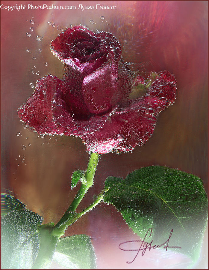 Blossom, Flower, Peony, Plant, Flora, Geranium, Carnation
