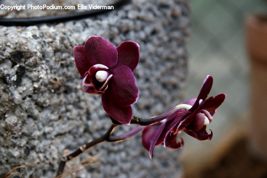 Blossom, Flora, Flower, Orchid, Plant, Petal, Geranium