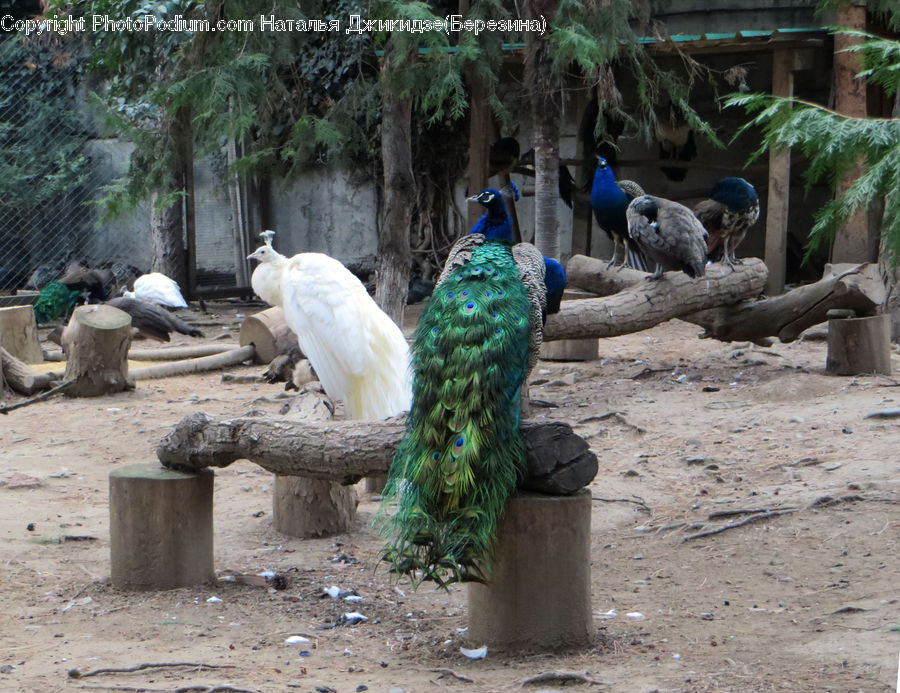 Animal, Zoo, Costume, Sari, Bird, Pigeon, Peacock