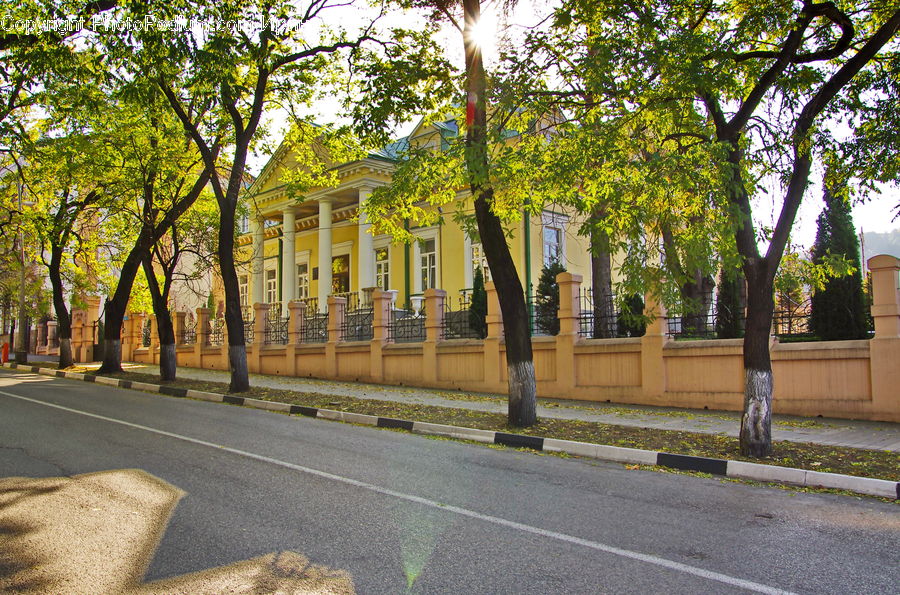 Outdoors, Sand, Soil, Plant, Potted Plant, Asphalt, Tarmac
