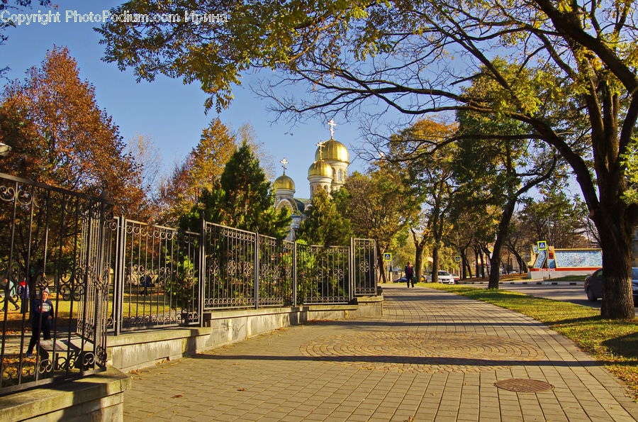 Boardwalk, Path, Pavement, Sidewalk, Walkway, Oak, Tree