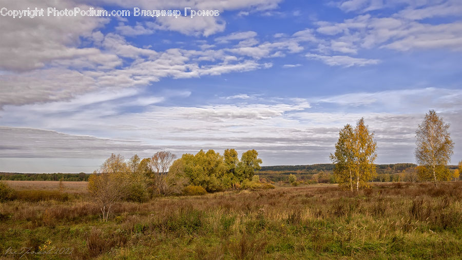 Field, Grass, Grassland, Land, Outdoors, Conifer, Larch