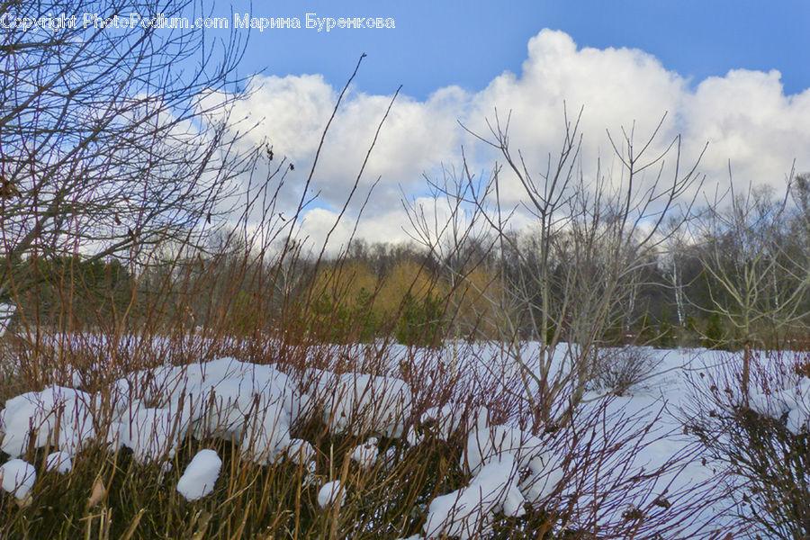 Field, Grass, Grassland, Plant, Land, Outdoors, Reed