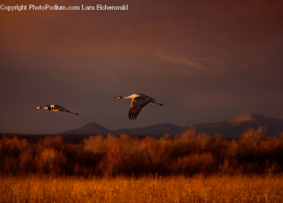 Bird, Crane Bird, Heron, Ardeidae, Beak, Waterfowl