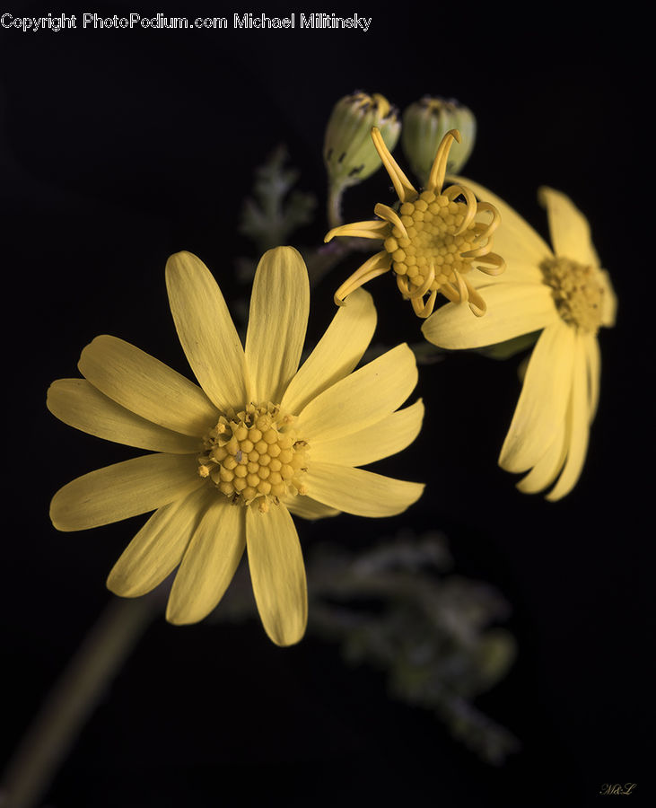 Blossom, Flora, Flower, Plant, Daisies, Daisy, Cosmos