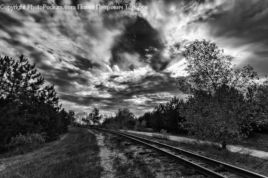 Conifer, Fir, Plant, Tree, Rail, Train Track, Silhouette