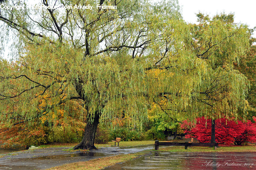 Plant, Tree, Willow, Bench, Bush, Vegetation, Conifer