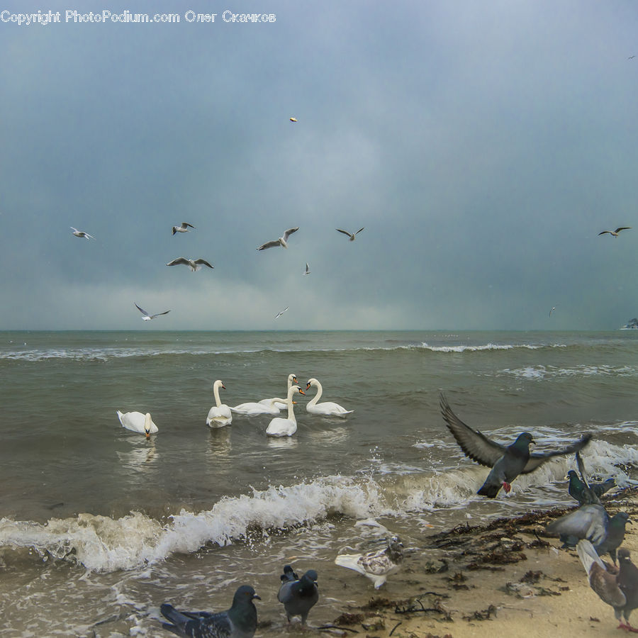 Bird, Waterfowl, Beach, Coast, Outdoors, Sea, Water
