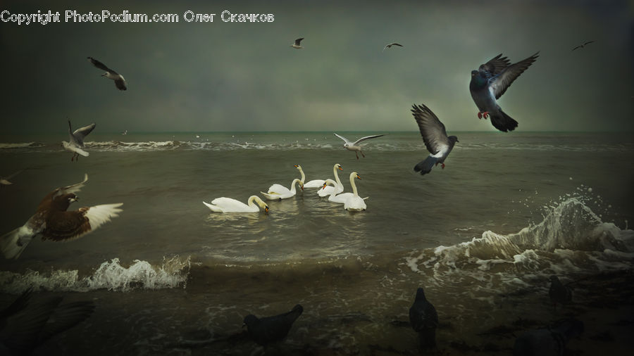Bird, Swan, Waterfowl, Seagull, Pigeon, Outdoors, Sea