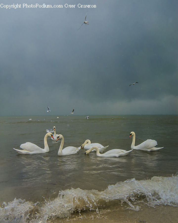 Bird, Waterfowl, Swan, Goose, Outdoors, Sea, Water