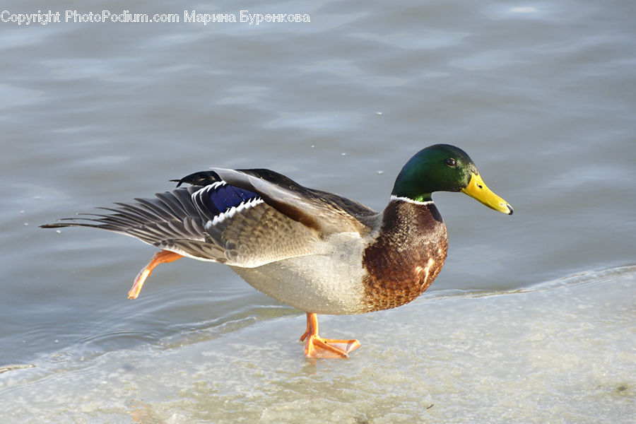Bird, Duck, Teal, Waterfowl, Mallard