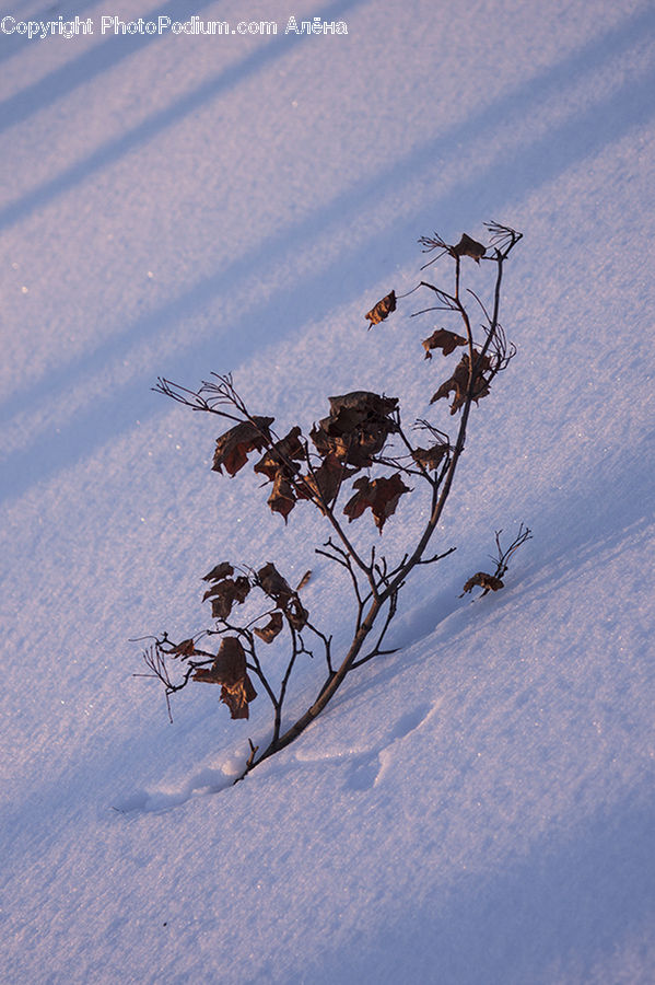 Oak, Sycamore, Tree, Tree Trunk, Wood, Maple, Maple Leaf