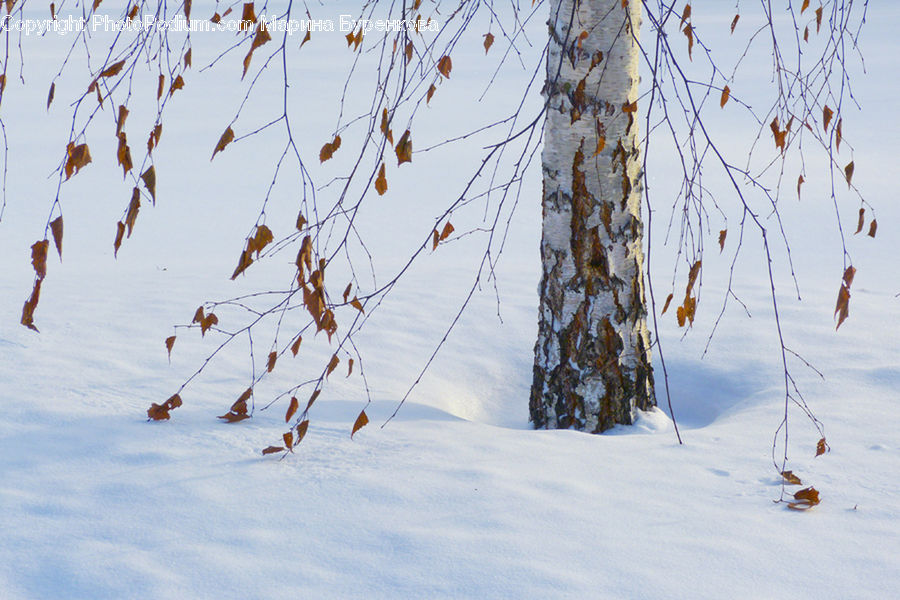 Birch, Tree, Wood, Conifer, Fir, Plant, Field