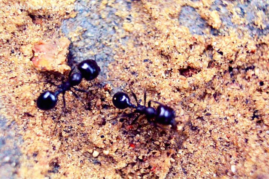 Ant, Insect, Invertebrate, Dung Beetle