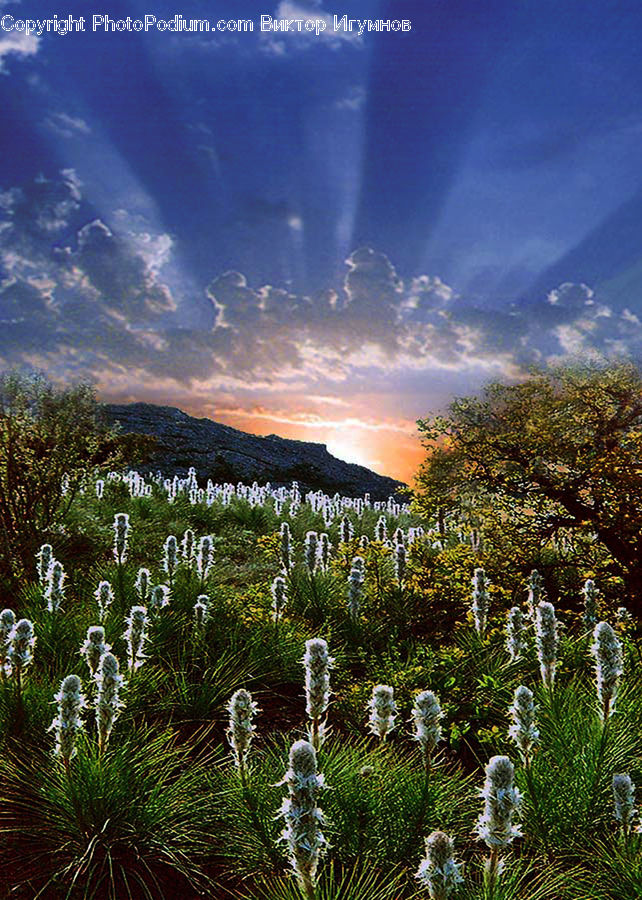 Field, Grass, Grassland, Plant, Conifer, Fir, Tree