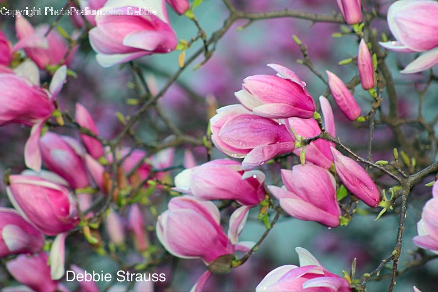 People, Person, Human, Bud, Plant, Blossom, Flora