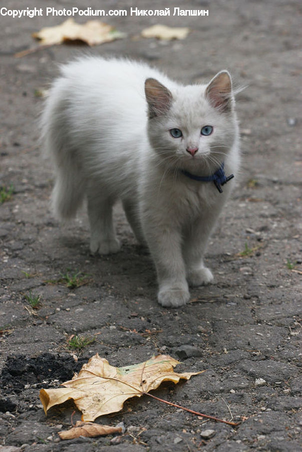 Animal, Cat, Kitten, Mammal, Pet, Siamese, Maple