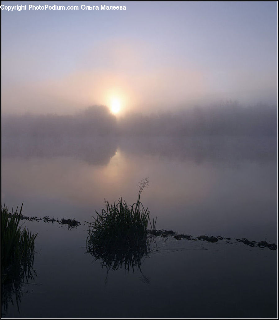 Fog, Grass, Plant, Reed, Dawn, Dusk, Sky