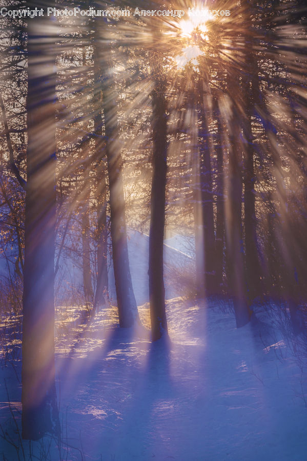 Fir, Redwood, Tree, Wood, Flare, Light, Sunlight