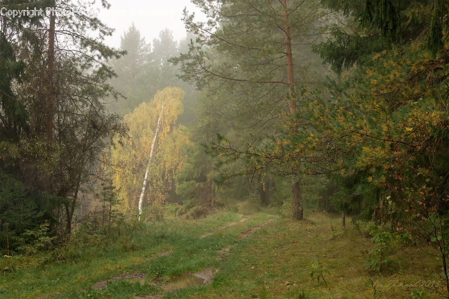 Forest, Vegetation, Dirt Road, Gravel, Road, Conifer, Fir