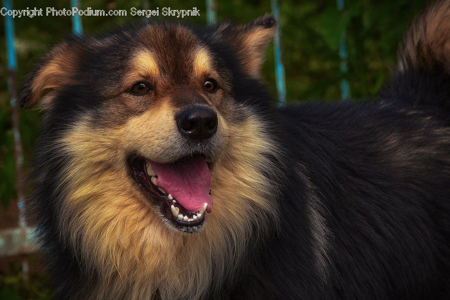 Animal, Canine, Collie, Dog, Mammal, Pet, Husky