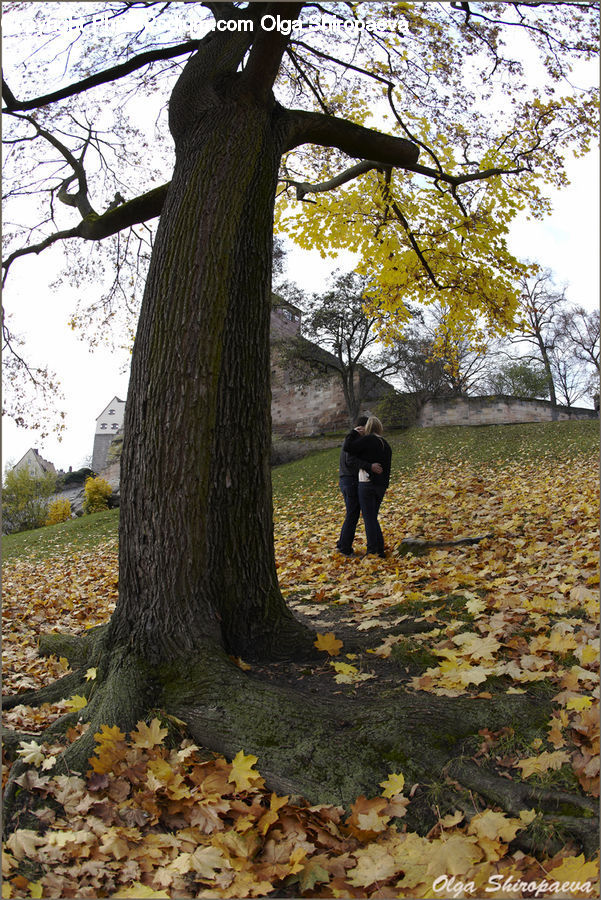 Oak, Tree, Wood, Plant, Sycamore, Tree Trunk, Blossom