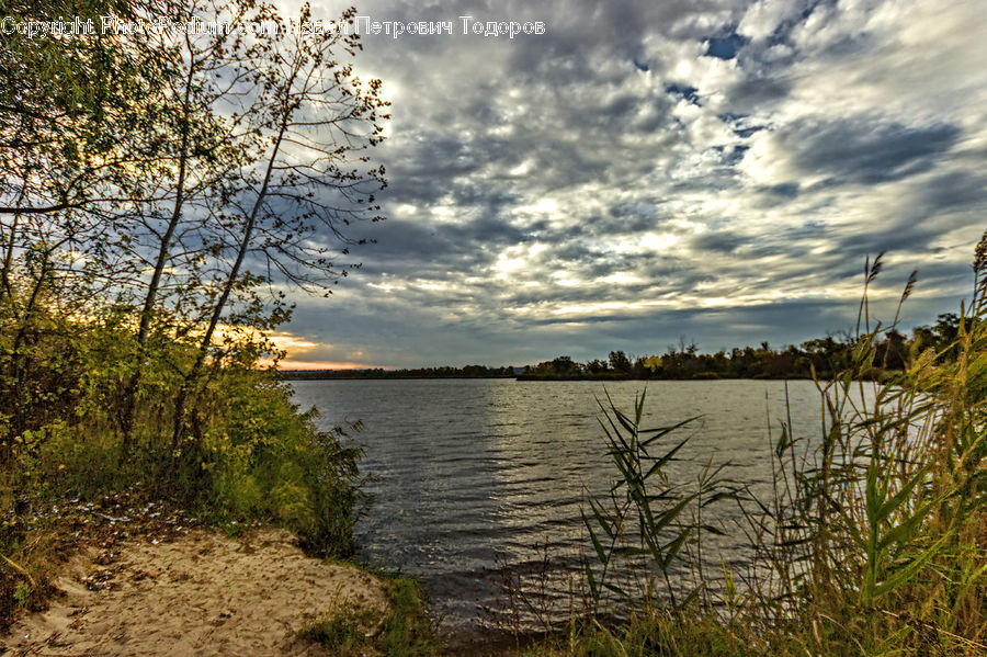 Lake, Outdoors, Water, Grass, Plant, Reed, Field