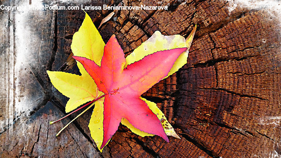 Maple, Maple Leaf, Plant, Aquilegia, Blossom, Flora, Flower