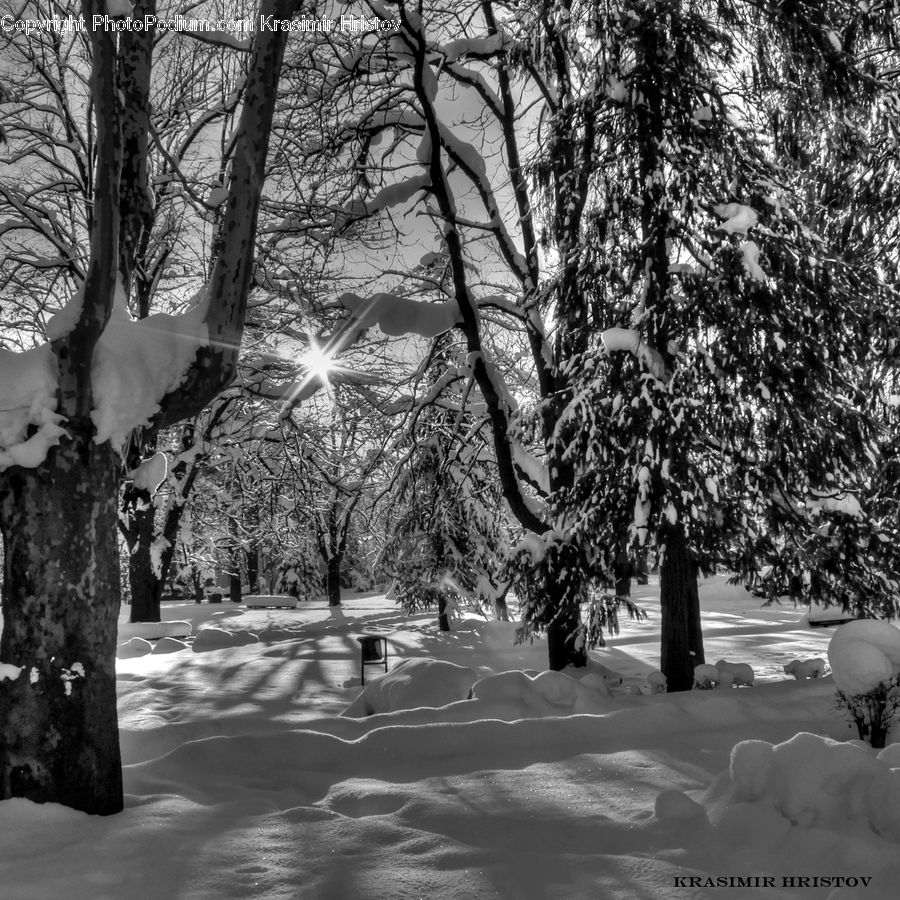 Plant, Tree, Ivy, Vine, Oak, Wood, Ice